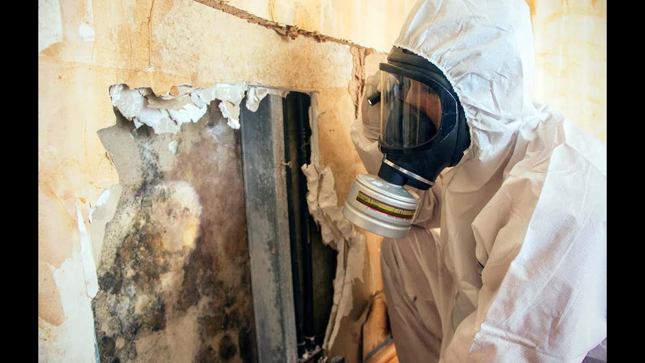 Mold Removal in Chicago – A Complete Guide for Apartments, Kitchens, and Homes